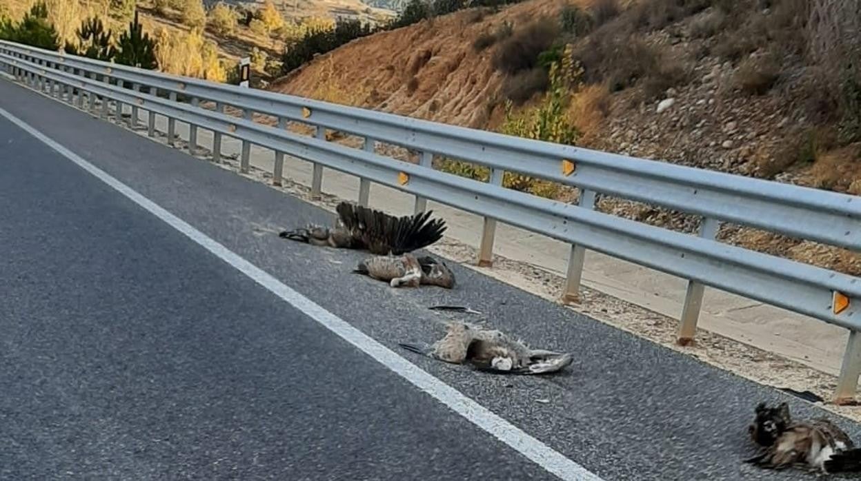 Investigan a un hombre de 57 años por el atropello mortal de seis buitres leonados en Soria