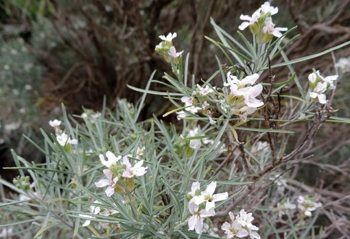 'Dama de La Palma en su habitat en Charco Verde