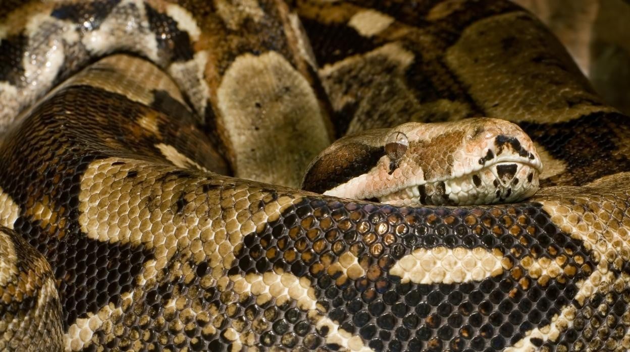 Fotografía archivo de una 'Hispaniolan Boa'