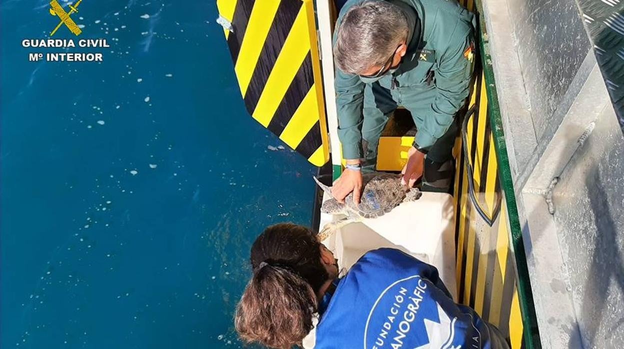 Suelta de una de las tortugas en la costa alicantina