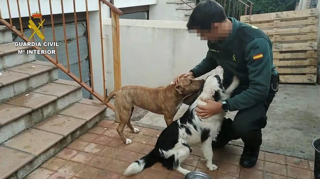 Un agente con dos de los perros liberados