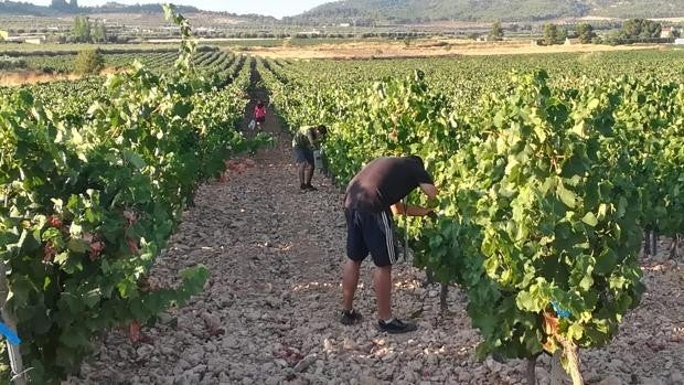 La DOP Jumilla alcanza los 75,3 millones de kilos de uva declarados, más del 70 por ciento de uva Monastrell