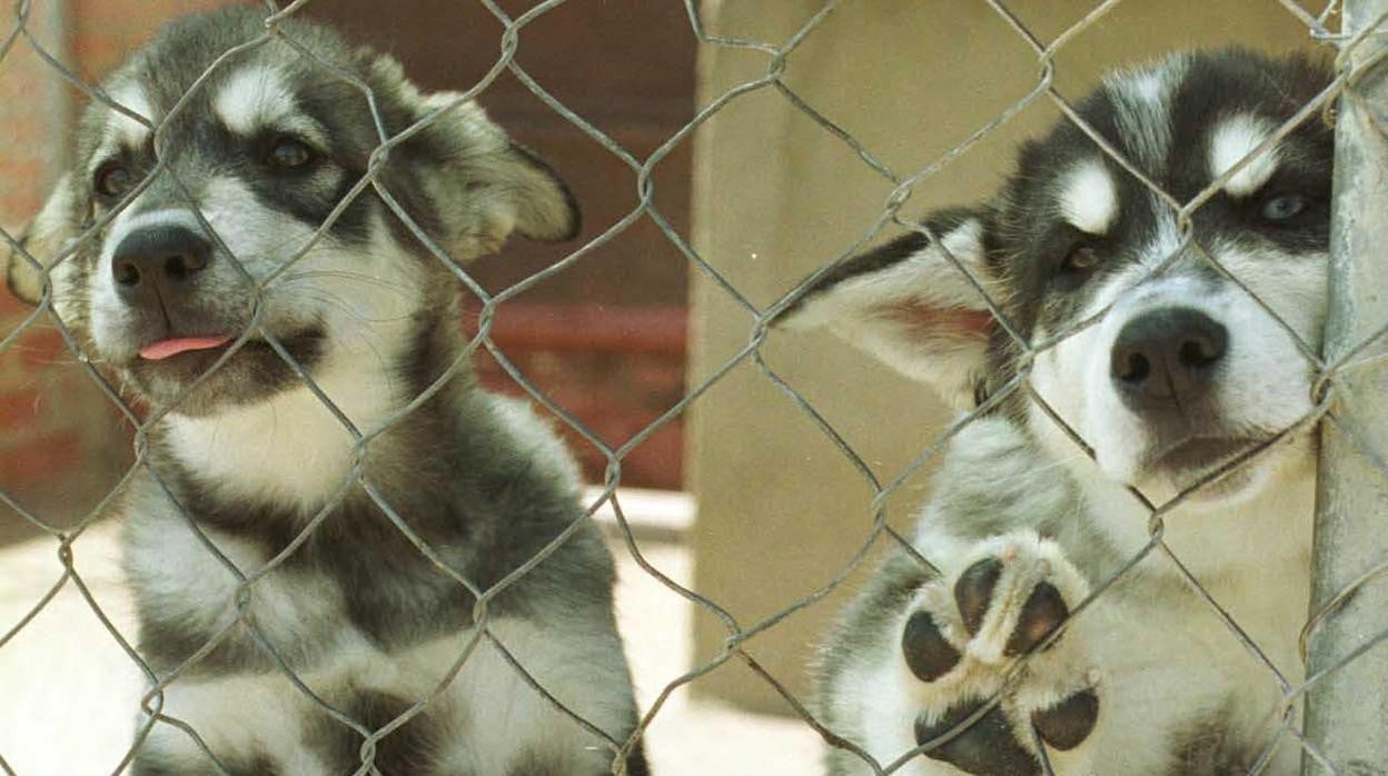 Cachorros en una imagen de archivo