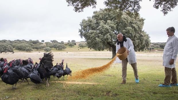 La Junta y Cascajares recuperan en la dehesa salmantina la crianza tradicional de pavos ibéricos de bellota