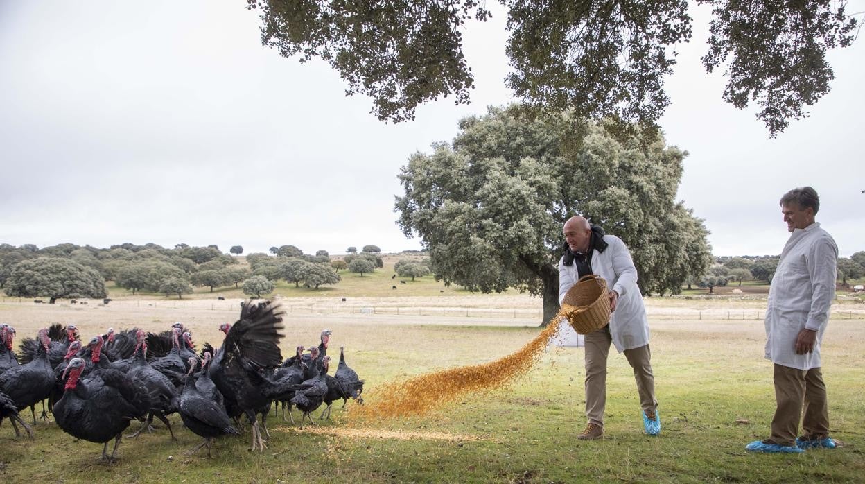 El consejero de Agricultura, Ganadería y Desarrollo Rural, Jesús Julio Carnero, visita la finca de pavos ibéricos de la empresa Cascajares junto al presidente de la empresa, Alfonso Jiménez