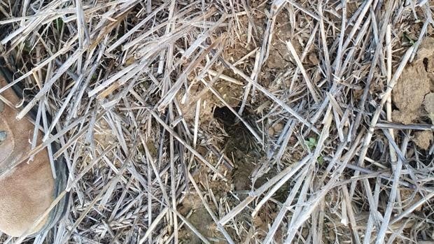 Asaja avisa de una plaga de topillos en localidades vallisoletanas de Tierra de Campos