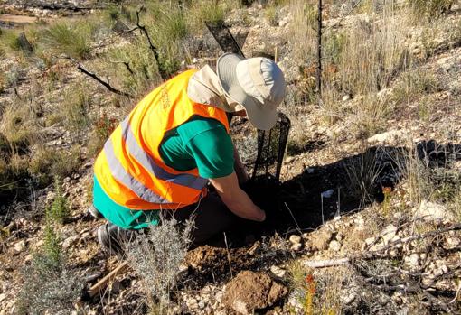 La siembra se realiza en el monte la Replana