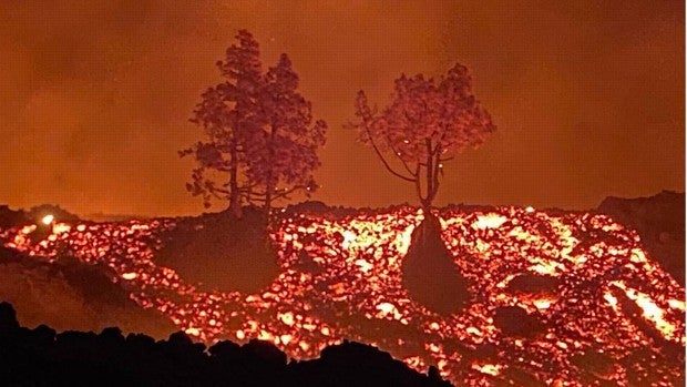 El misterio de los árboles que sobrevivieron a la lava: ¿milagro o ciencia?