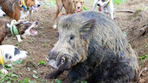 La Asociación Valenciana de Agricultores denuncia que la fauna salvaje acarrea en 2021 unas pérdidas de 35 millones