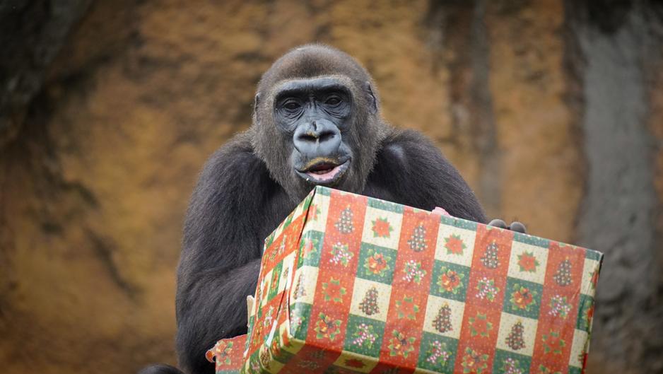 Papá Noel entrega los regalos a los animales de Bioparc Valencia