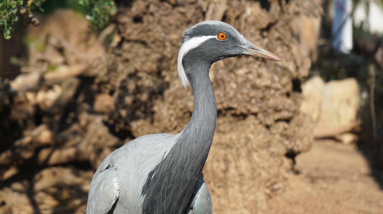 Imagen de la grulla damisela, una especie extinta en España