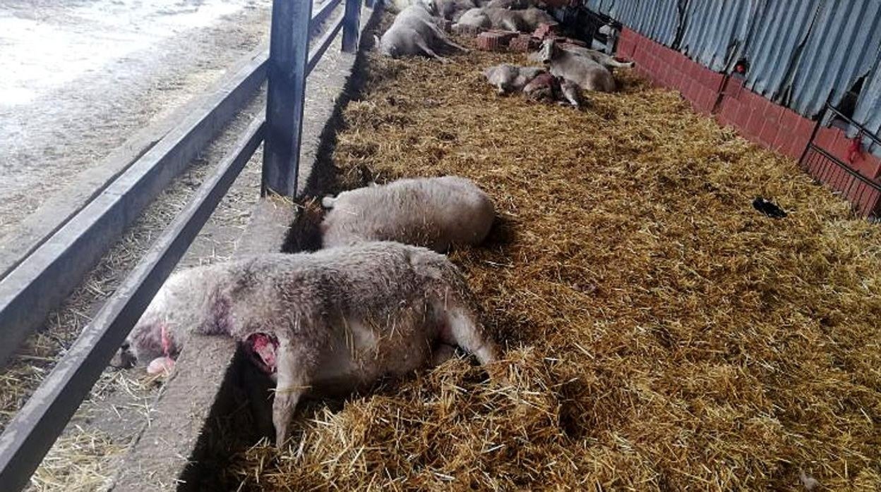 Ovejas atacadas por lobos, en una imagen de archivo