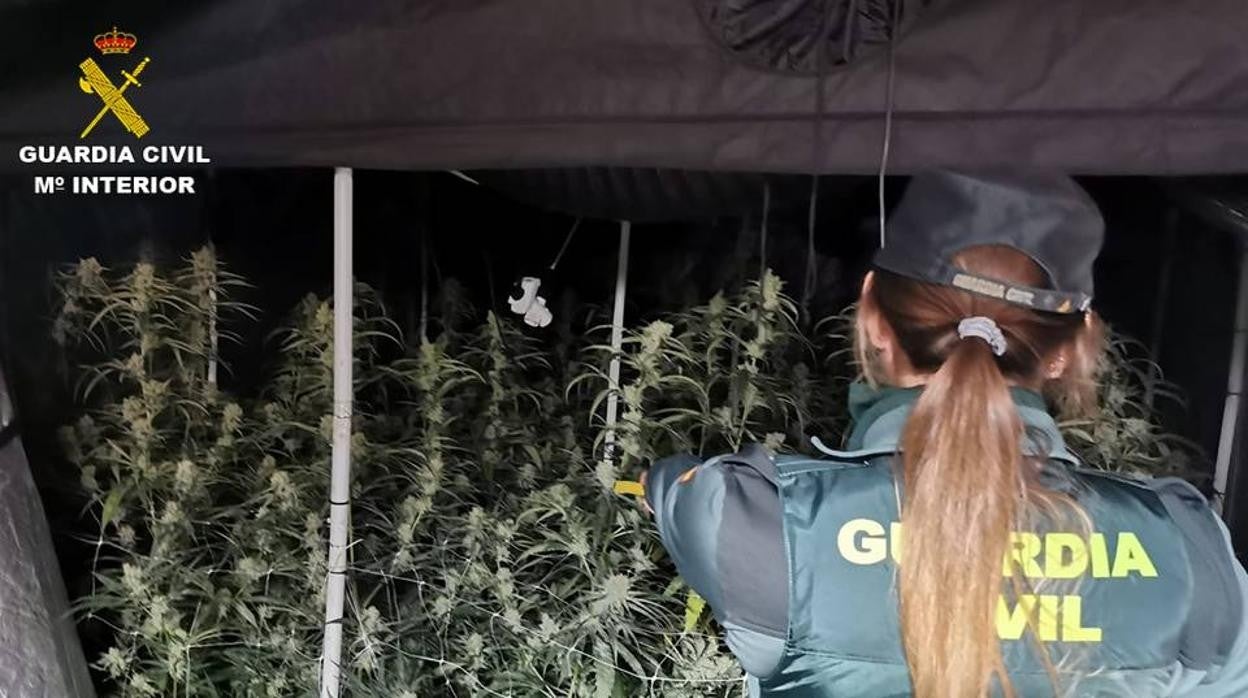 Plantas incautadas por la Guardia Civil en Calpe