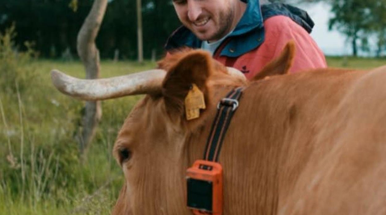 Una de las vacas de López, con el collar inteligente