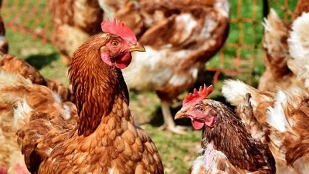 Cataluña confinará las aves criadas en libertad tras detectar cinco casos de gripe aviar