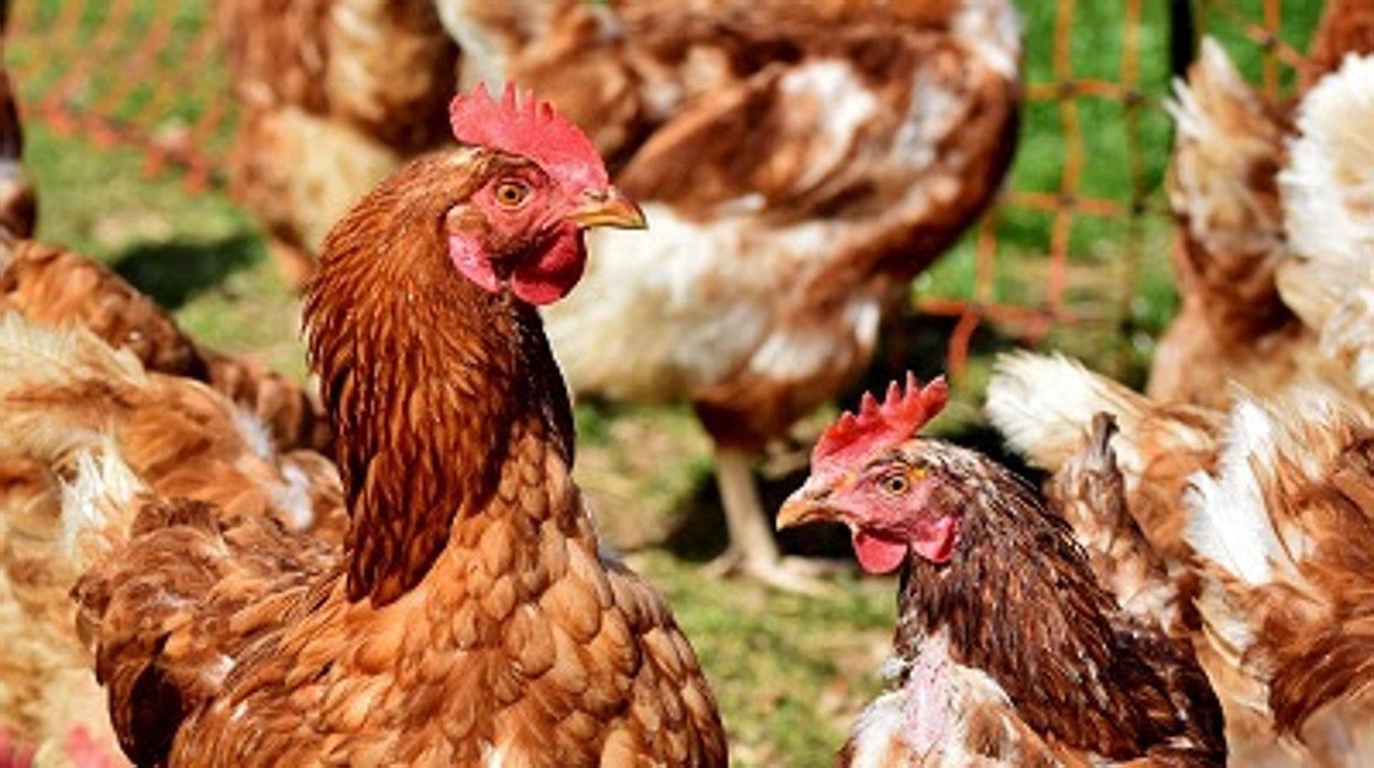 Las gallinas, una delas especies afectadas por las medidas