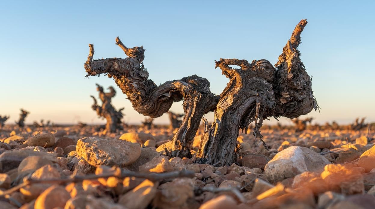 viñedo de bodegas Verum, en Tomelloso (Ciudad Real)