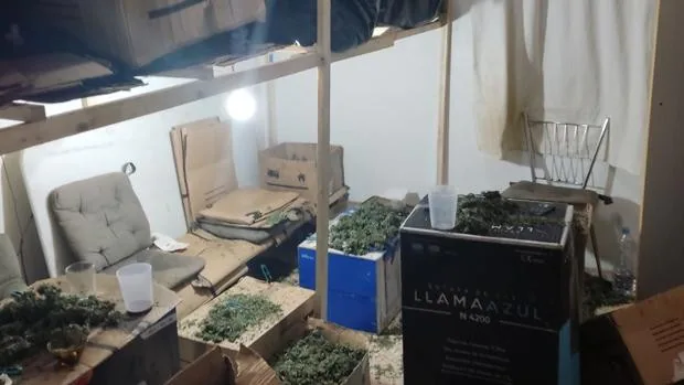 Desarticulan un laboratorio con más de 500 kilos de marihuana en la localidad valenciana de Simat