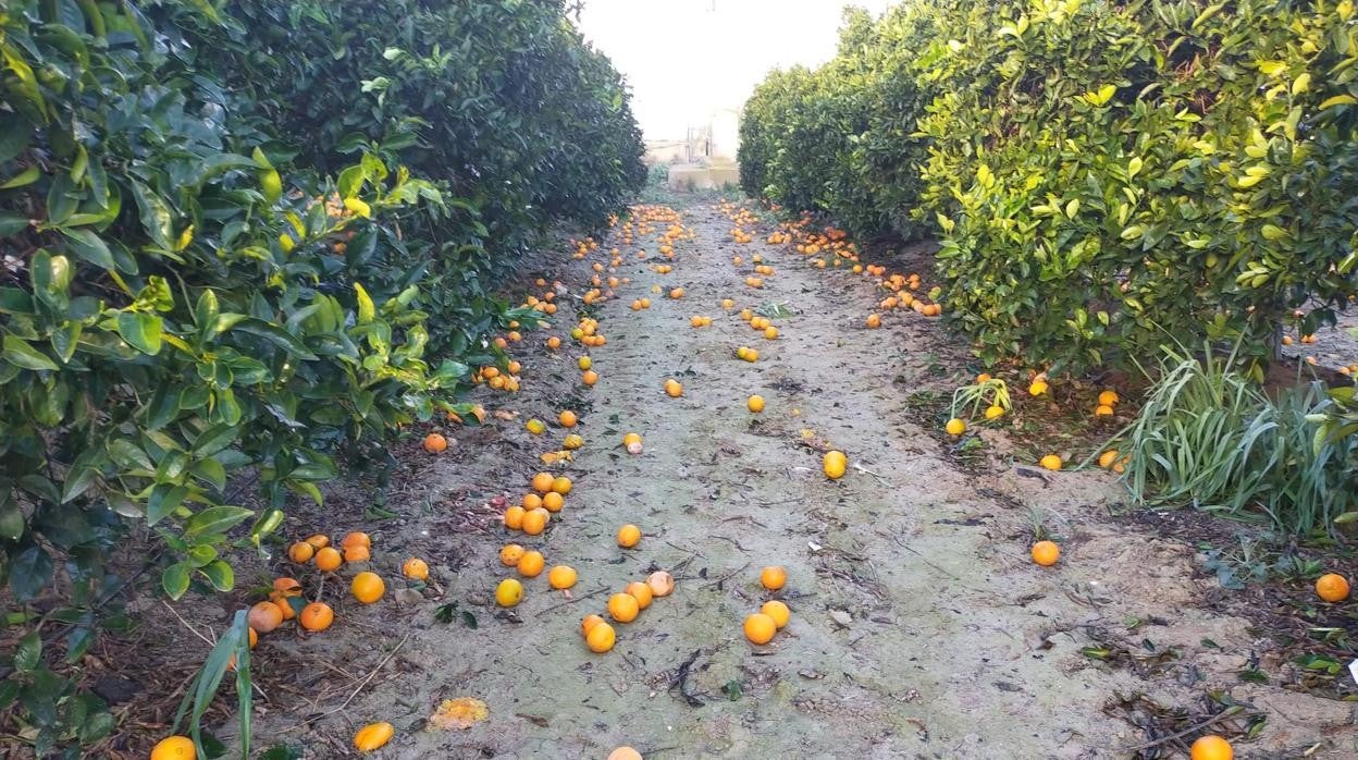 Naranjas en el suelo sin recoger en Alicante