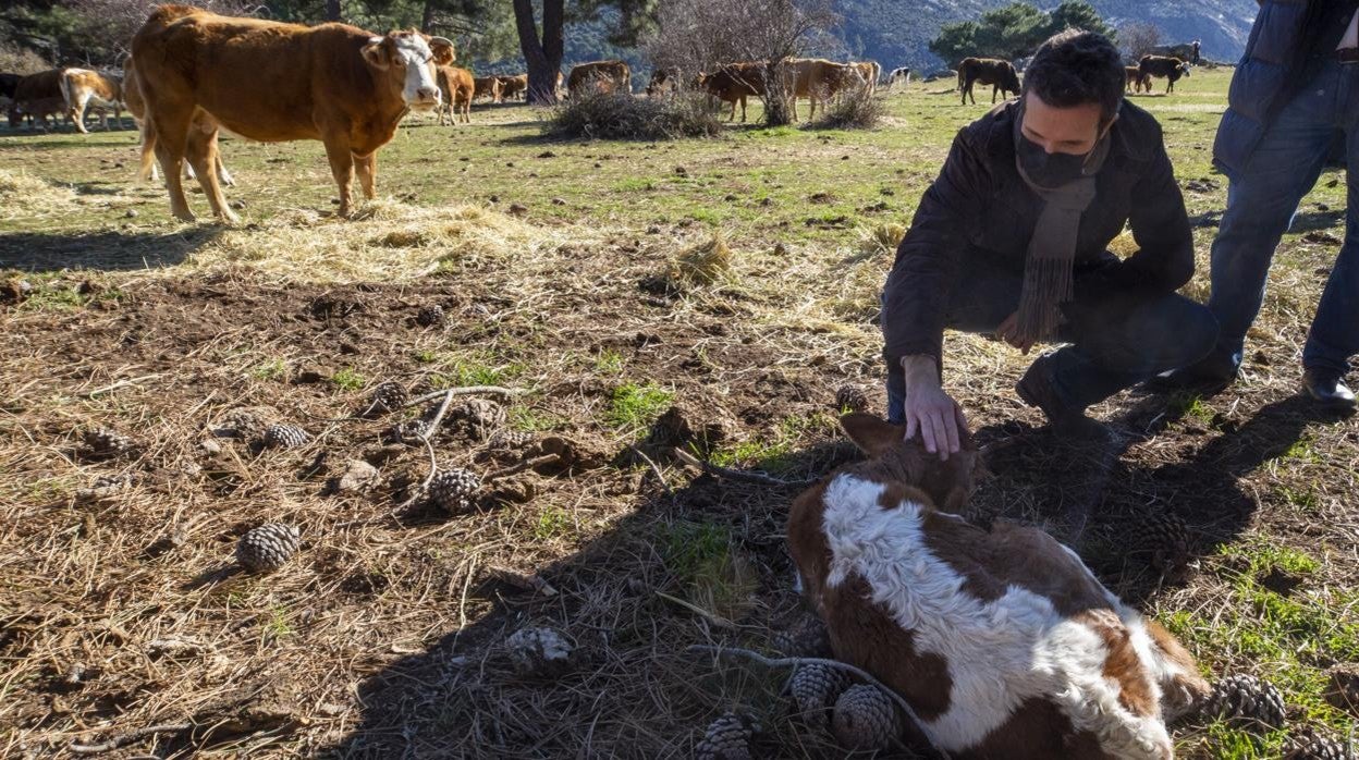 Pablo Casado, durante su visita a una explotación ganadera en la provincia de Ávila