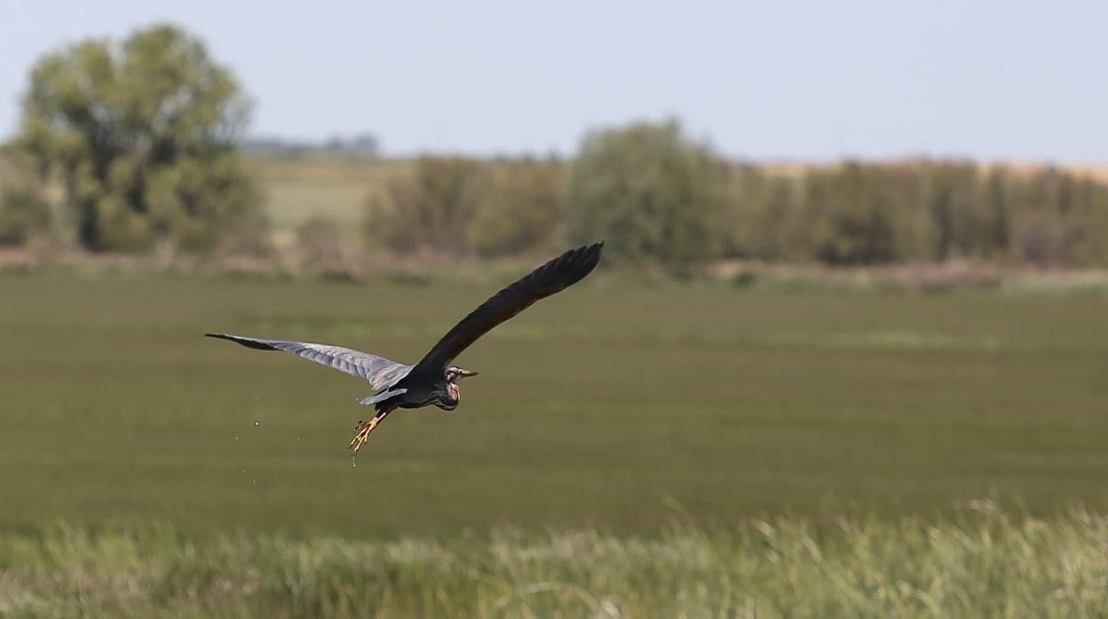 Una garza real en las Lagunas de la Nava