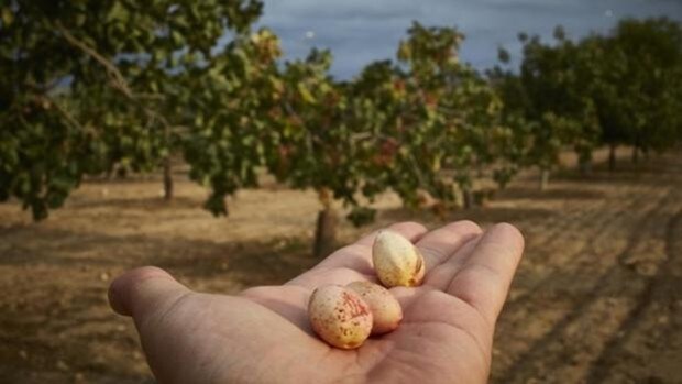 El pistacho, el «oro verde» que bate récords en Castilla-La Mancha