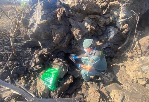 Aves muertas a causa de los gases del volcán en La Bombilla