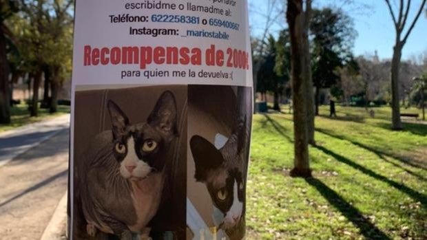 Un joven ofrece 2.000 euros a quien encuentre a su gata perdida en Valencia