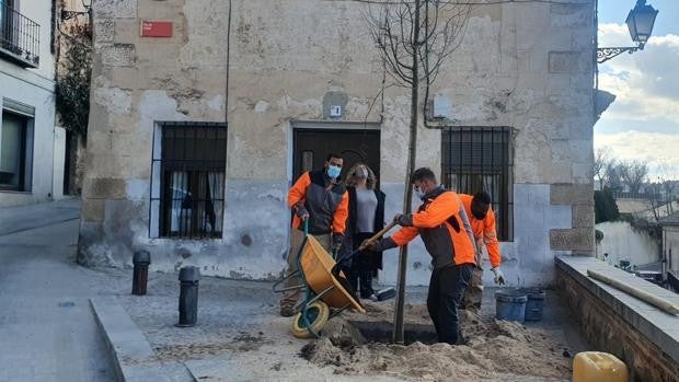 El Plan de Plantaciones llega a la plaza del Conde, el paseo de San Cristóbal y la plaza de San Cipriano