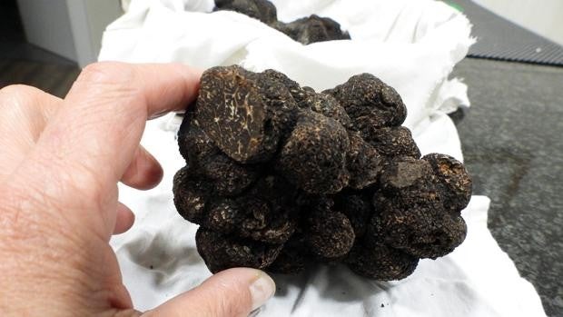 La Diputación de Zamora saca mañana a subasta una trufa negra de un cuarto de kilo cosechada en el Vivero Provincial