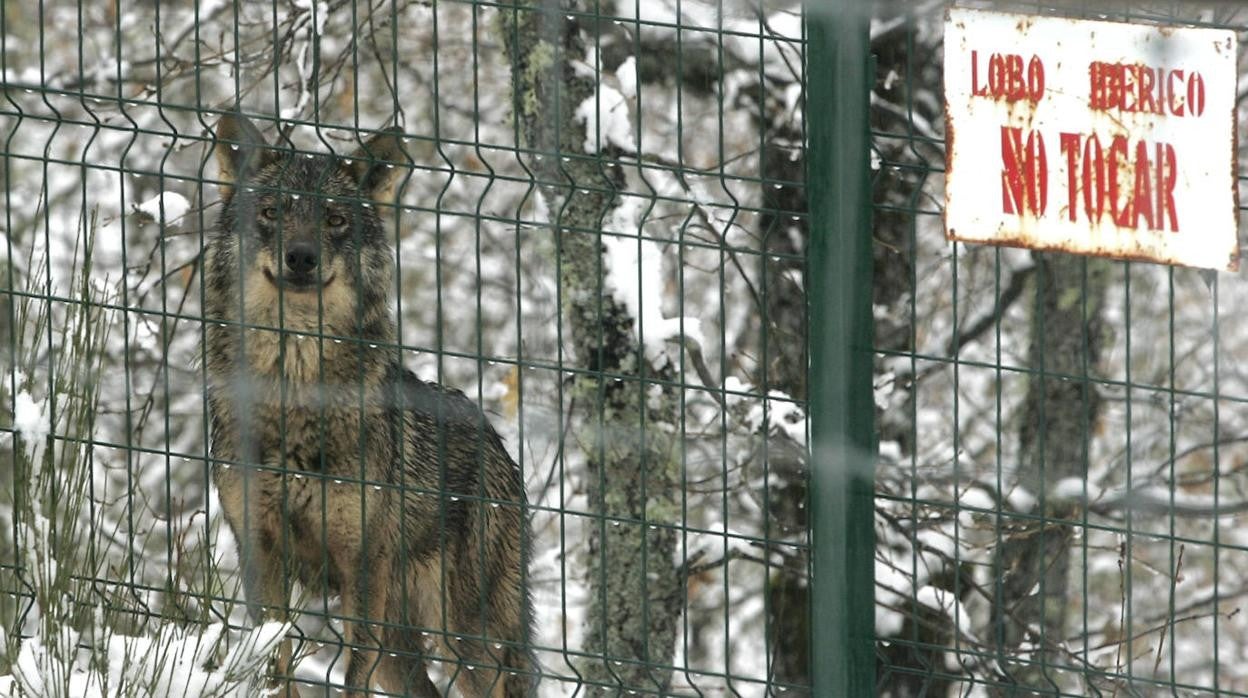 Lobo Ibérico en las inmediaciones del Museo de la Fauna Salvaje de Valdehuesa