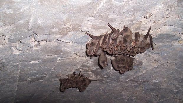 Investigan posibles restos humanos localizados mientras se hacía un estudio sobre murciélagos