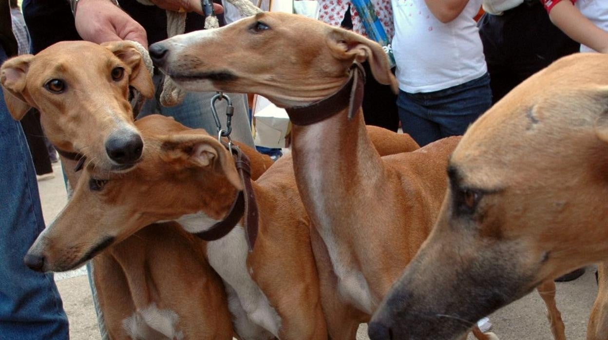 SOS Galgos exige a Pedro Sánchez que incluya a los perros de caza en la ley de protección animal