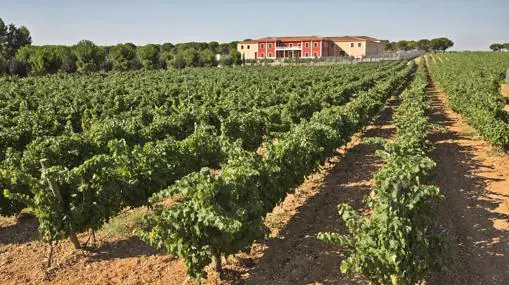 Bodega y viñedos de Dominio de Punctum en Las Pedroñeras (Cuenca)