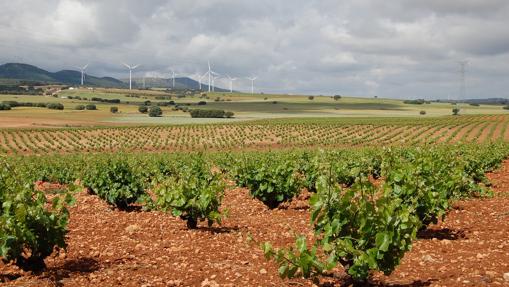 Viñedo de Bodegas Santa Cruz en Alpera (Albacete)