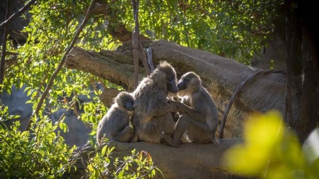 Bioparc Valencia celebra catorce años de «ocio con causa»