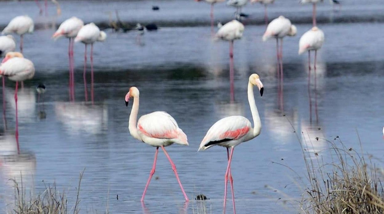 Reserva ornitológica 'Los Charcones'