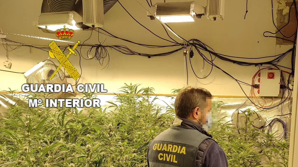 Imagen del interior de la sala con más de 200 plantas de marihuana intervenida por la Guardia Civil en Oliva (Valencia)