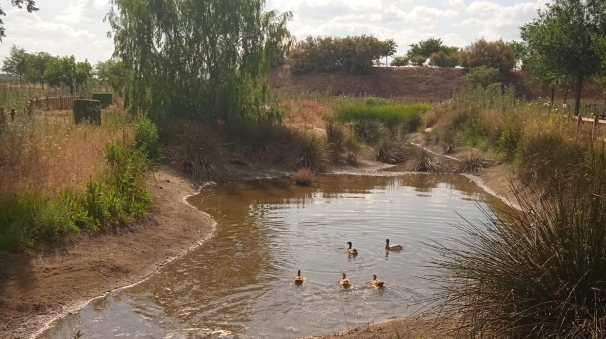 En el lugar de donde se extrajo la tierra para sellar el vertedero se ha formado una pequeña laguna