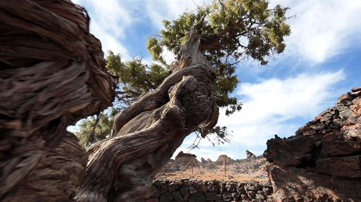 El cedro de 1.481 años está refugiado en el Teide