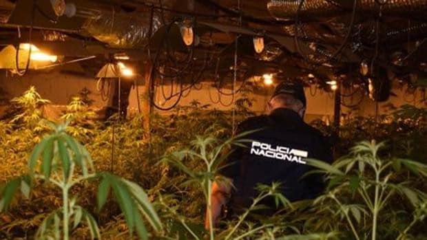 Desmantelada una plantación 'indoor' de cultivo ilegal de marihuana en Guadalajara con 1.299 plantas