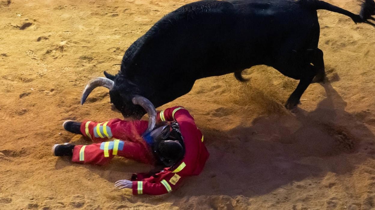 Cogida en la capea de la tarde en el Carnaval del Toro de Ciudad Rodrigo