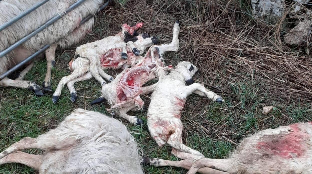 Sendos ataques de lobo en menos de 48 horas acaban con la vida de 27 ovejas en Villamor de la Ladre (Zamora)