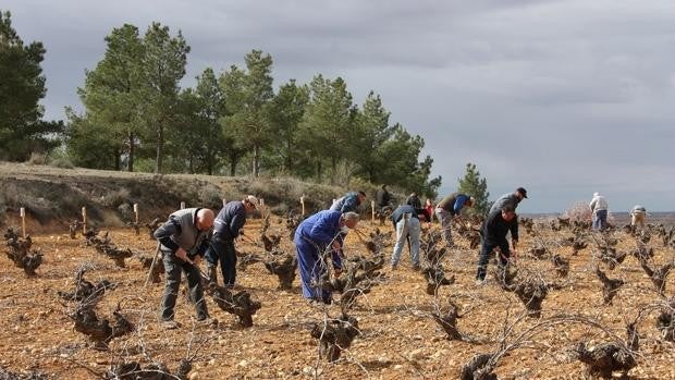 Miguel Esteban: 73 participantes en el VIII Concurso de Poda de Viñedo en Vaso