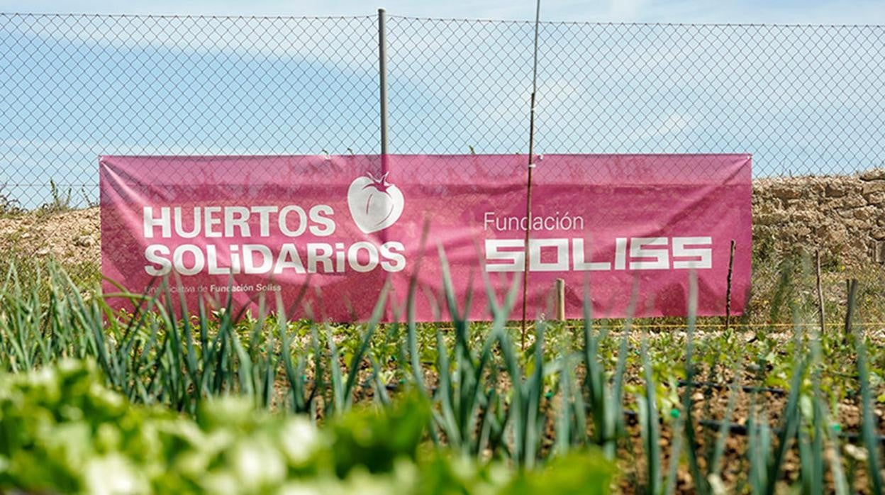 Los huertos solidarios se basan en una agricultura ecológica, con productos como la coliflor, la lechuga, las acelgas verde y roja, el repollo, la lombarda o el romanescu