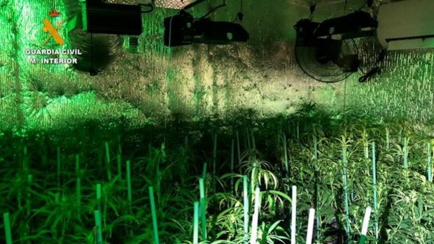 Hallan más de 3.500 plantas de marihuana en Barajas de Melo y detienen a ocho personas