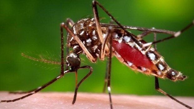 Alerta sanitaria en La Palma tras localizar larvas del mosquito del dengue