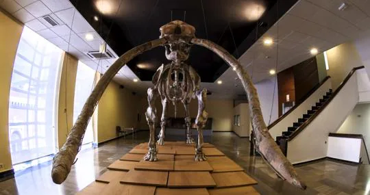 El esqueleto del Anancus Arvernensis procedente de Las Higueruelas, datado en tres millones de años