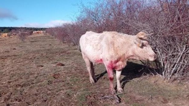 Nuevos ataques de lobo en ganaderías de la Sierra Norte de Guadalajara