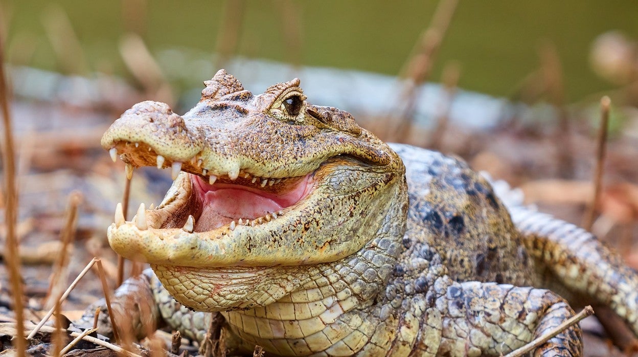 Ejemplar de caimán cocodrilus, una de las especies incautadas